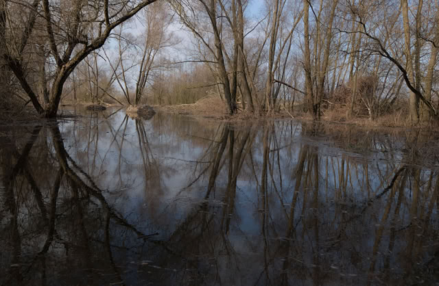 A calm body of water reflecting bare trees and a cloudy sky.