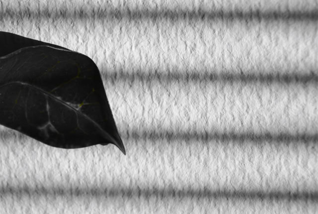 A black leaf against a textured white background with horizontal shadow lines.