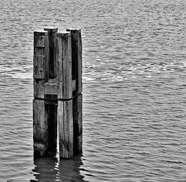 A black and white image of a wooden post structure standing in calm water.