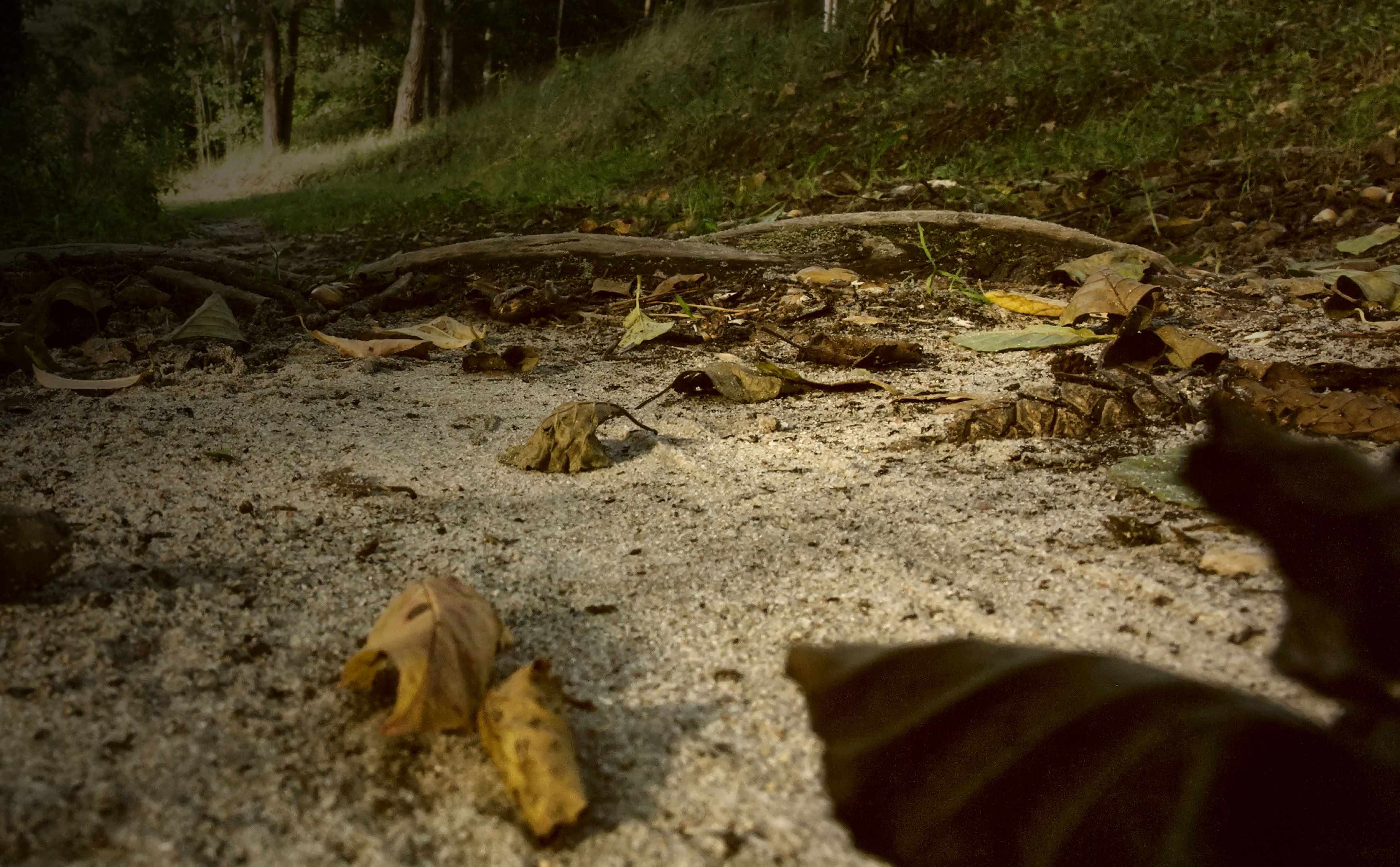 A sandy path covered with dry leaves and a small shell, surrounded by greenery.