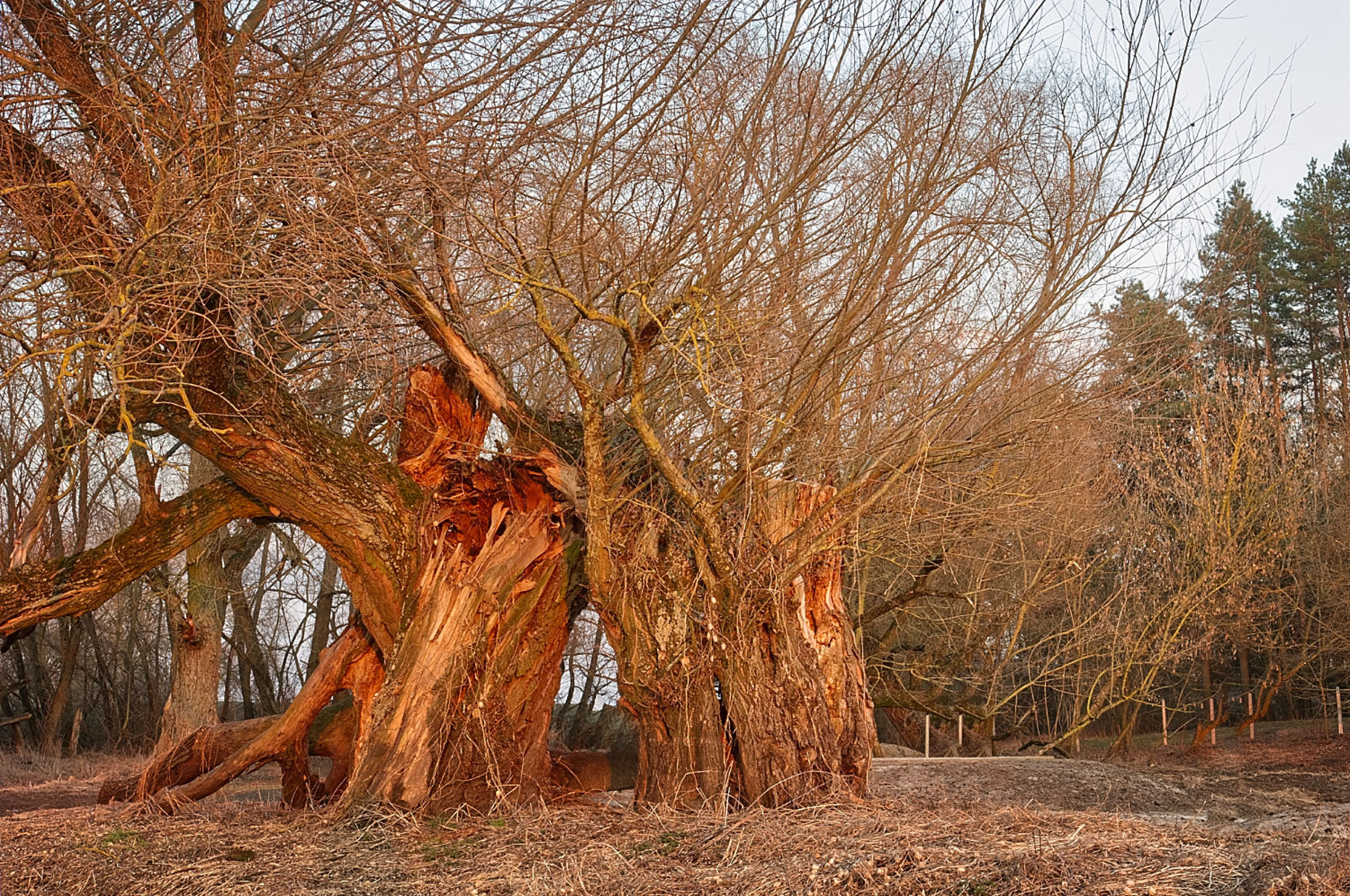 A large, gnarled tree with multiple trunks and bare branches in a grassy area, with other trees in the background.