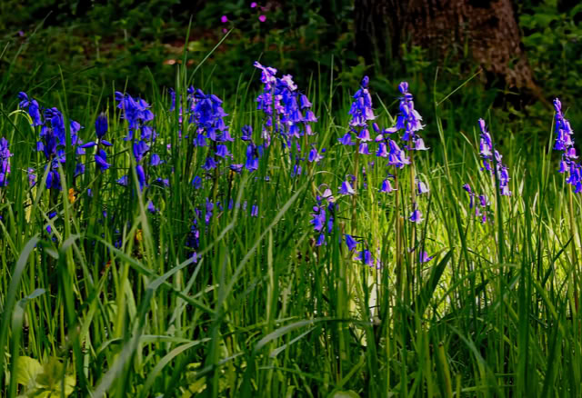 Purple flowers and green grass in a sunlit field with trees in the background.