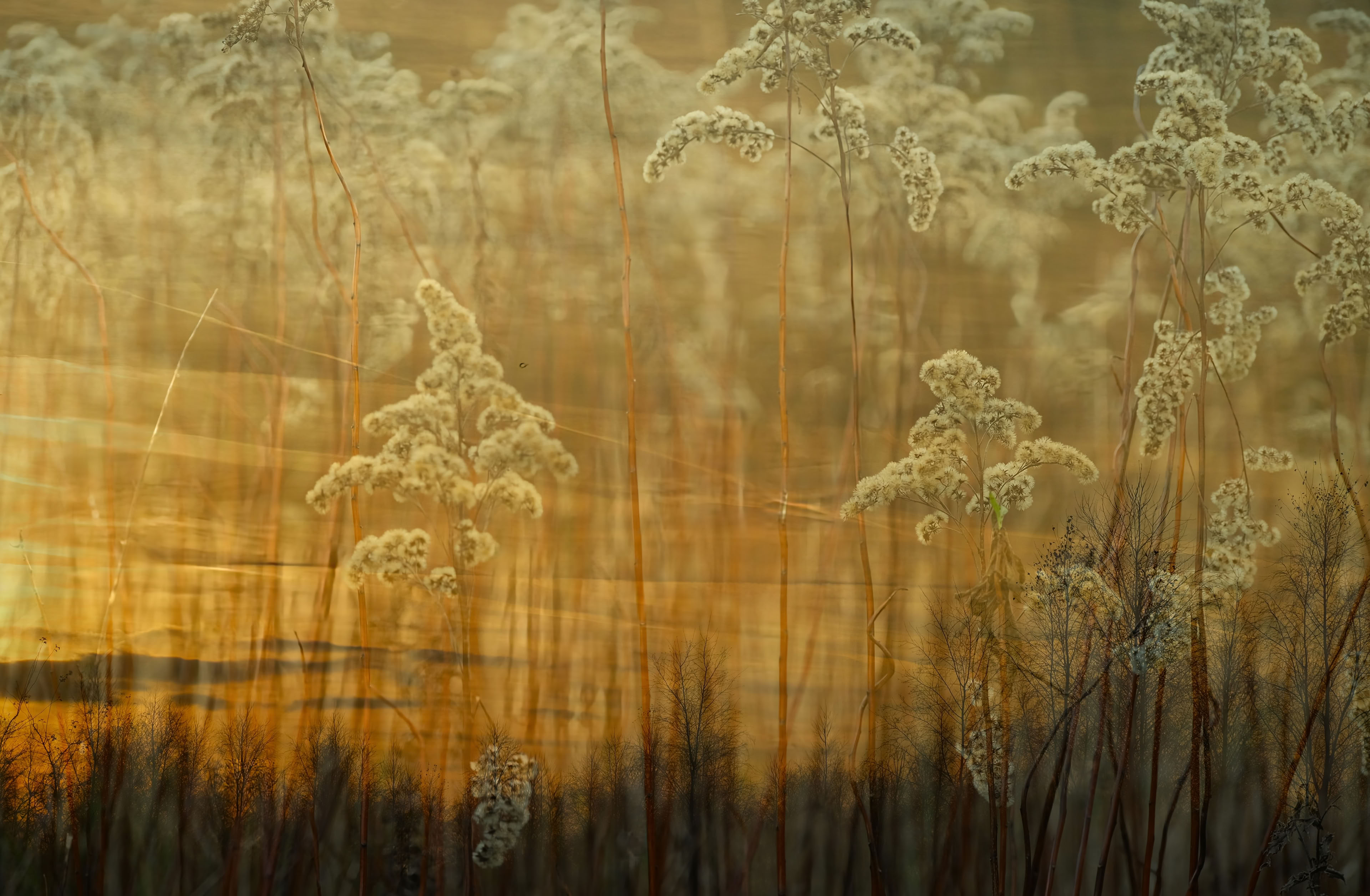 Tall grasses with fluffy tops silhouetted against a warm, golden sunset sky.