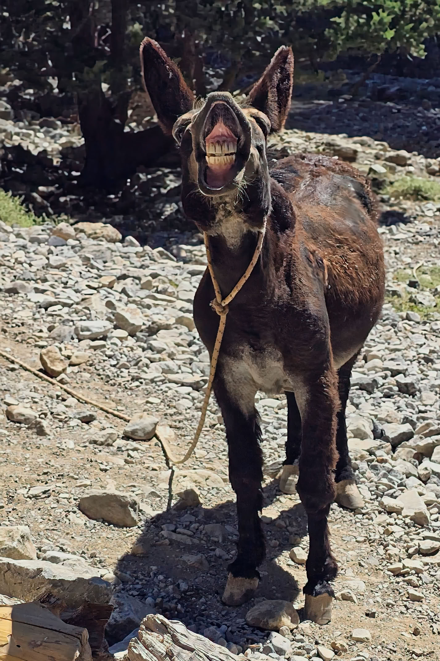 A donkey standing on rocky terrain with its mouth open, wearing a rope halter.
