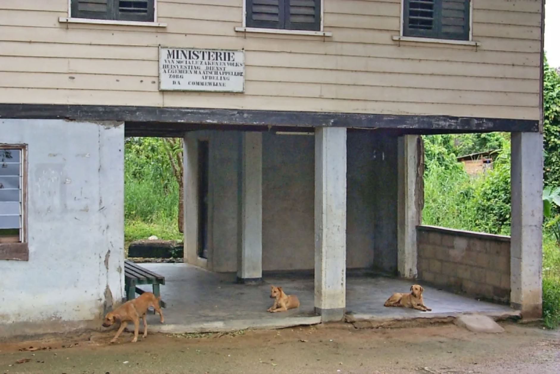 Three dogs standing and lying on the porch of a building with a sign above the entrance.