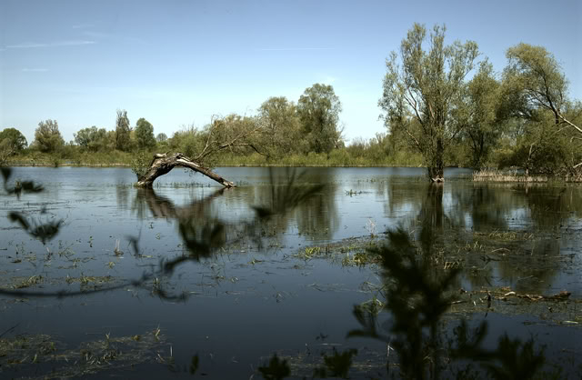 A calm lake with reflections of trees and a clear blue sky, surrounded by greenery.
