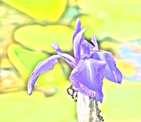 A close-up of a purple iris flower with green leaves in the blurred background. Graphic variant.