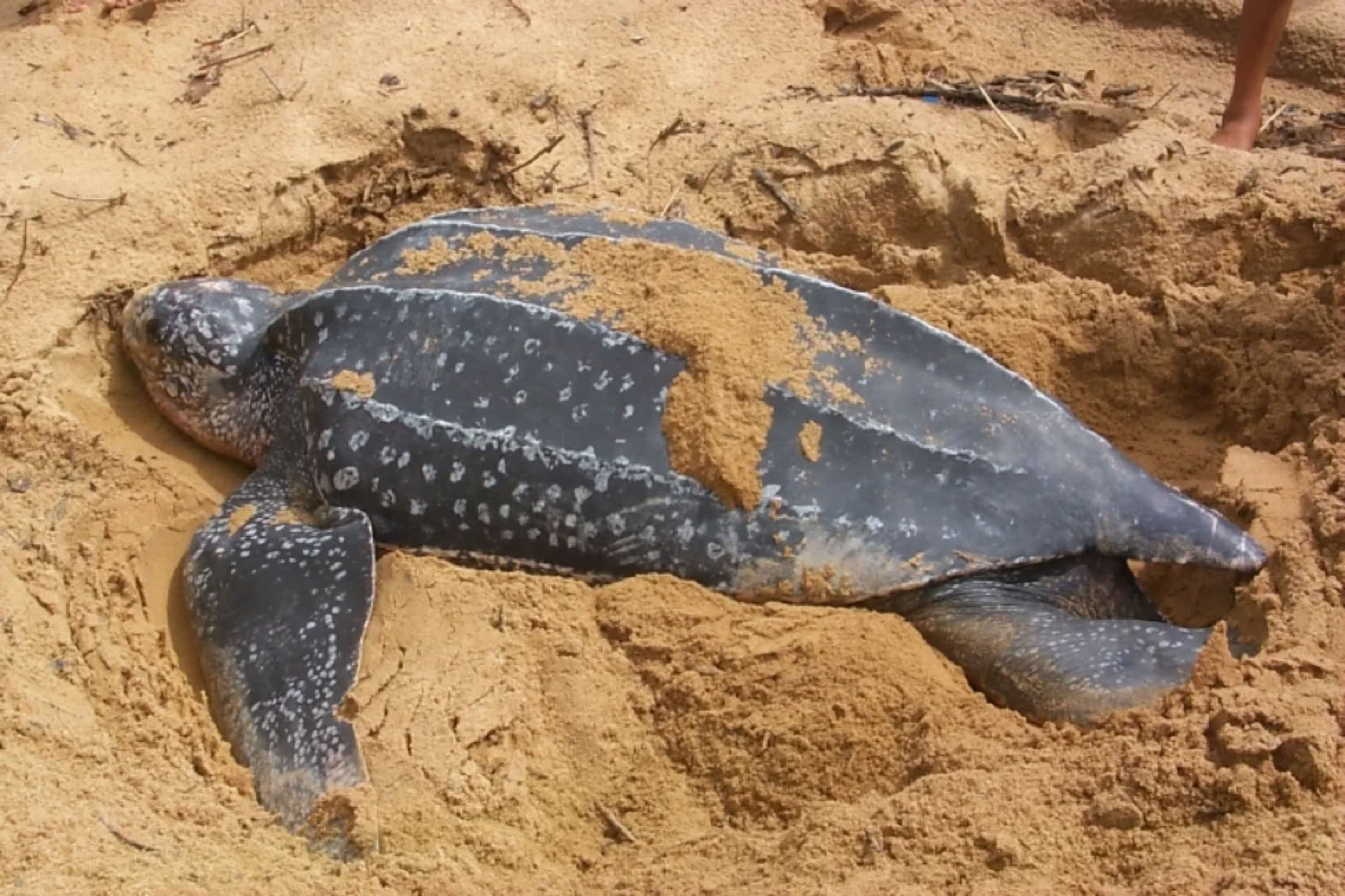 A leatherback sea turtle partially covered in sand on a beach.