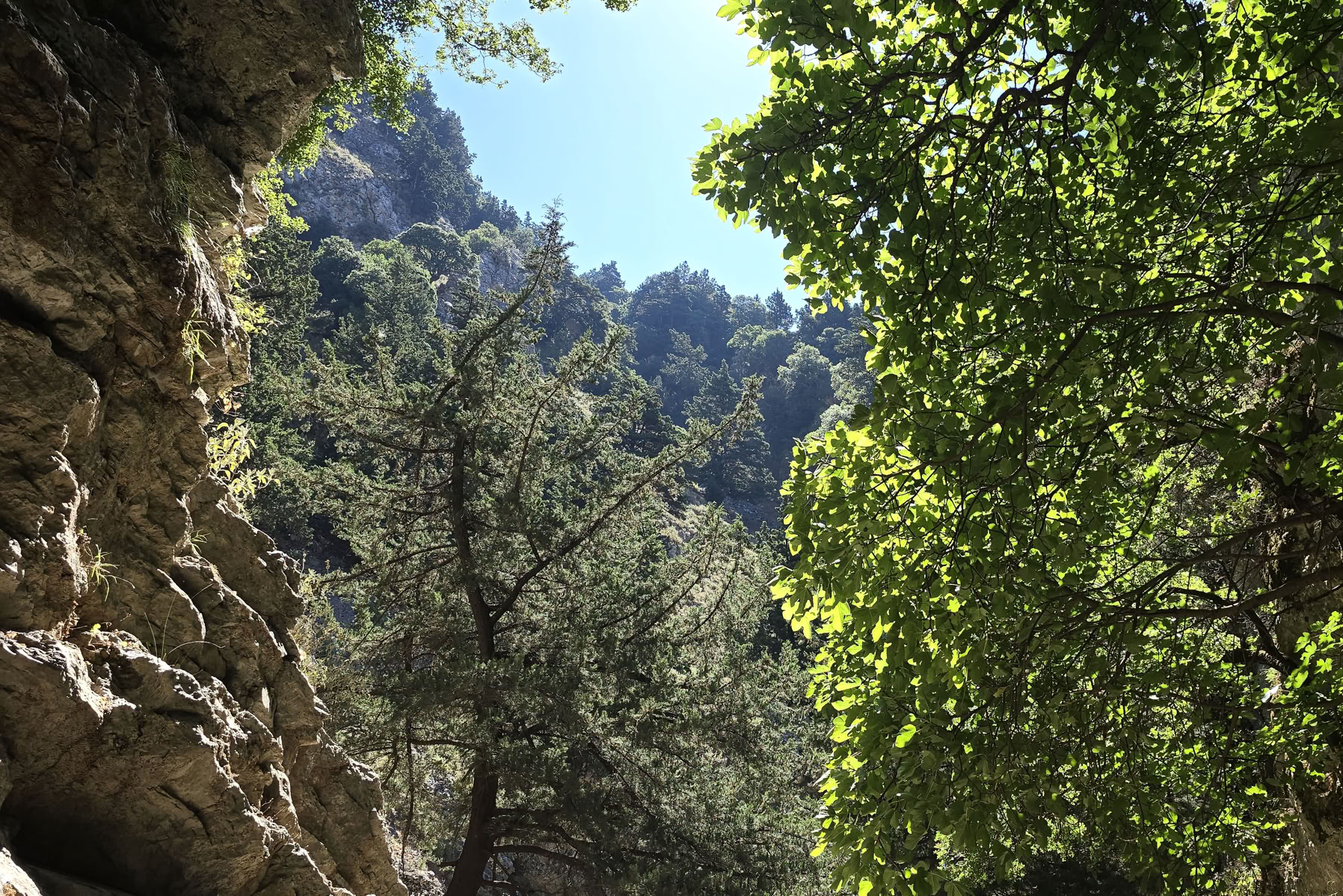 Rocky cliffside with trees and foliage under a clear blue sky.