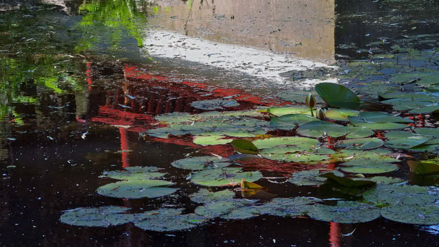 A pond with lily pads and reflections of greenery and a building in the water.