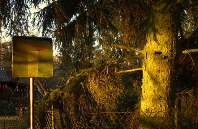 A tree with sunlight casting shadows, a metal signpost, and a chain-link fence in a wooded area.