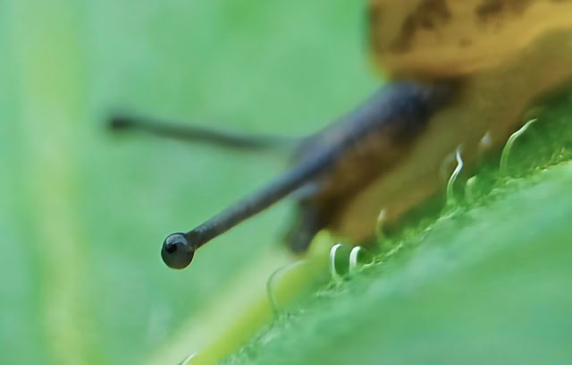 Close-up of a snail on a green leaf, focusing on its antennae and part of its shell.