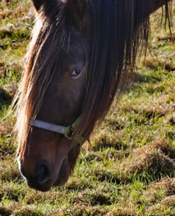 A brown attentive horse with a long mane and a halter, standing on grassy ground.