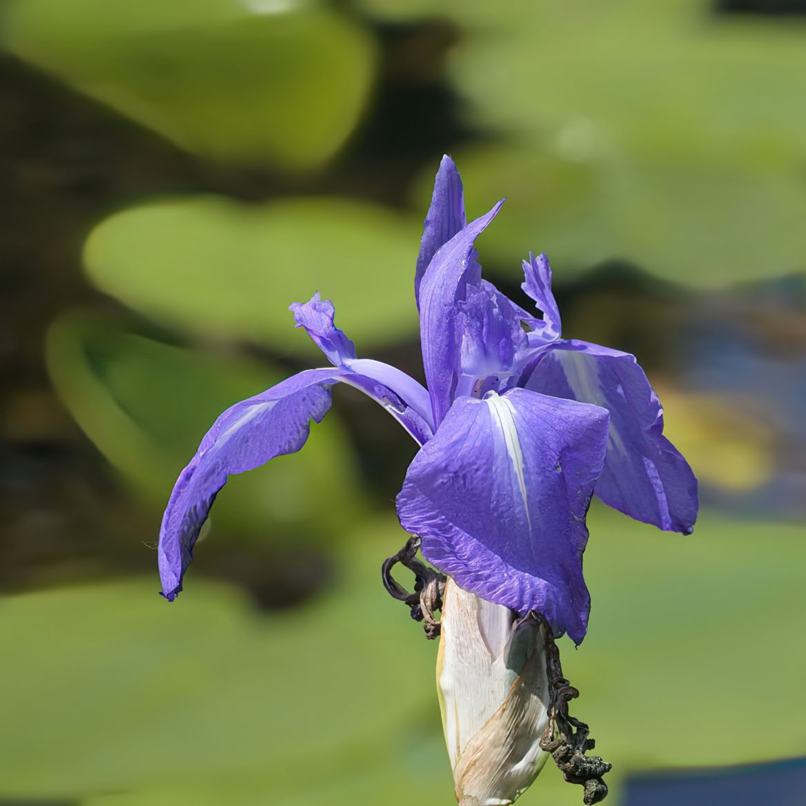 A purple iris flower in focus with green leaves and water in the blurred background.