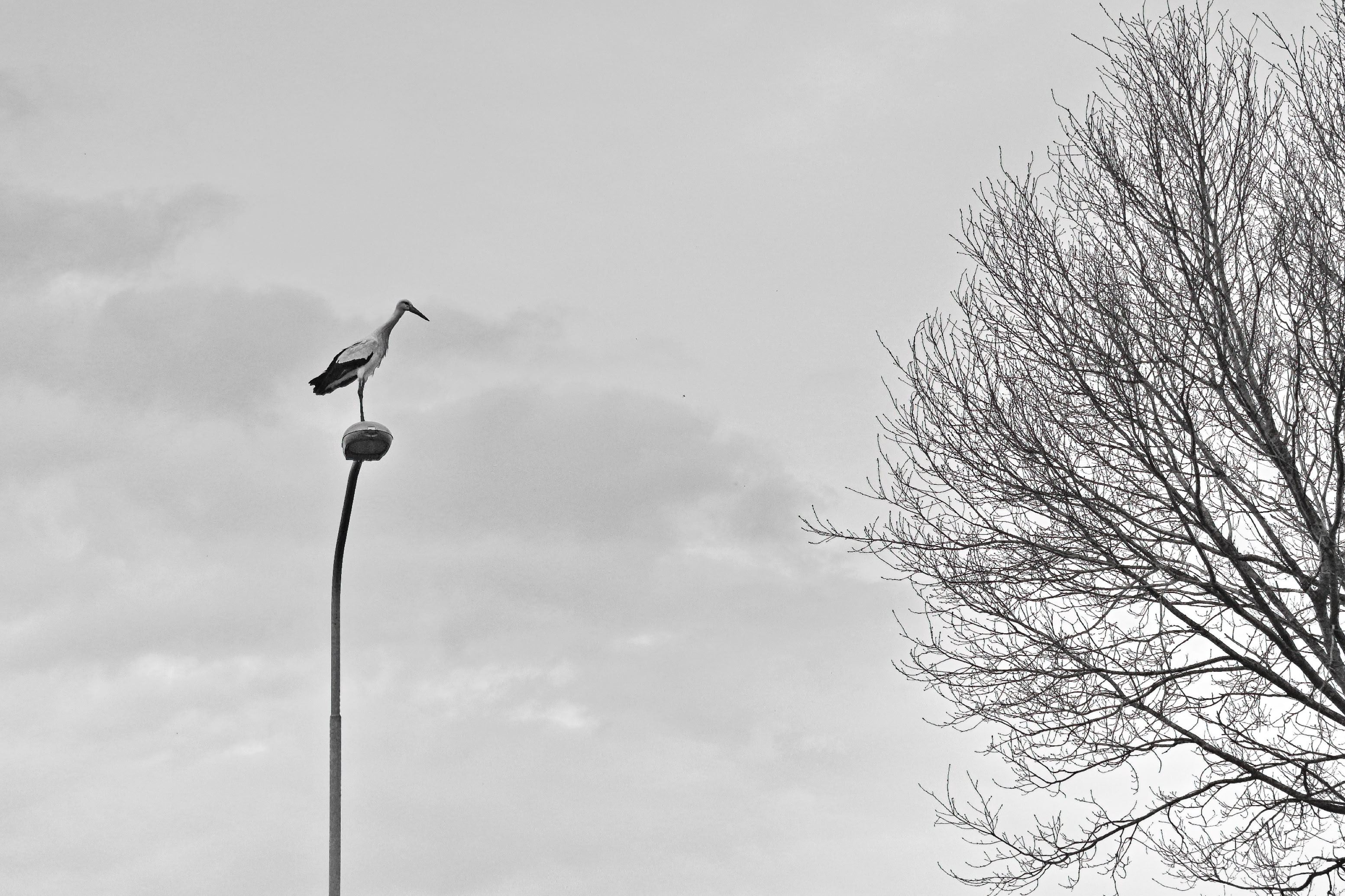 A black and white image of a bird standing on a streetlight with a tree on the right side against a cloudy sky.