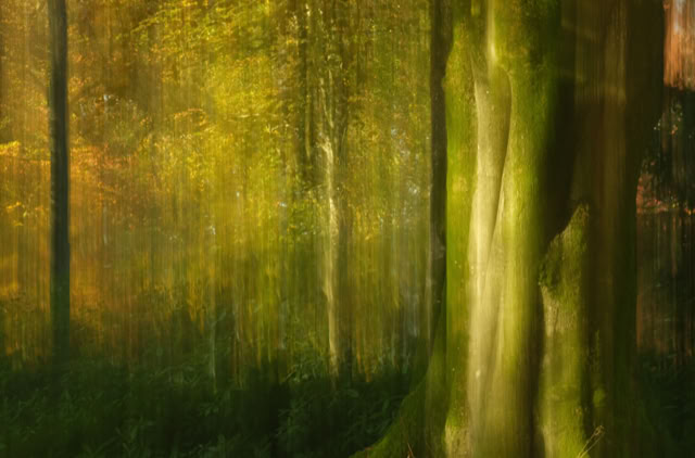 Blurred image of a forest with green and yellow tones, featuring trees and soft light filtering through the foliage.