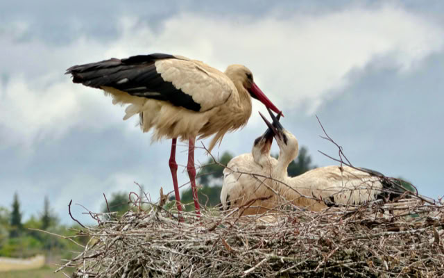 A stork standing on a large nest, feeding two chicks, with a cloudy sky in the background.