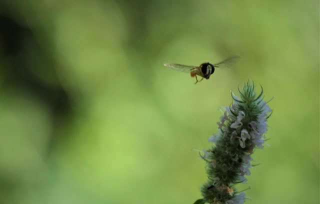 A bee flying towards a flowering plant with a blurred green background.