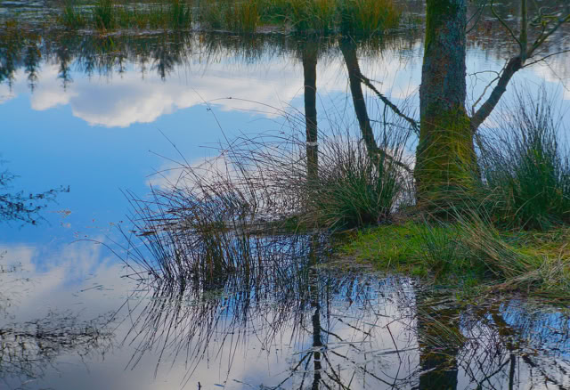 A tranquil pond reflecting trees, grass, and clouds in the water.