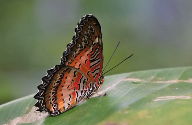 A butterfly with orange and black patterned wings resting on a green leaf.