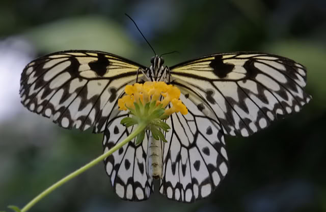 A black and white butterfly, Idea leuconoe butterfly, perched on a yellow flower.