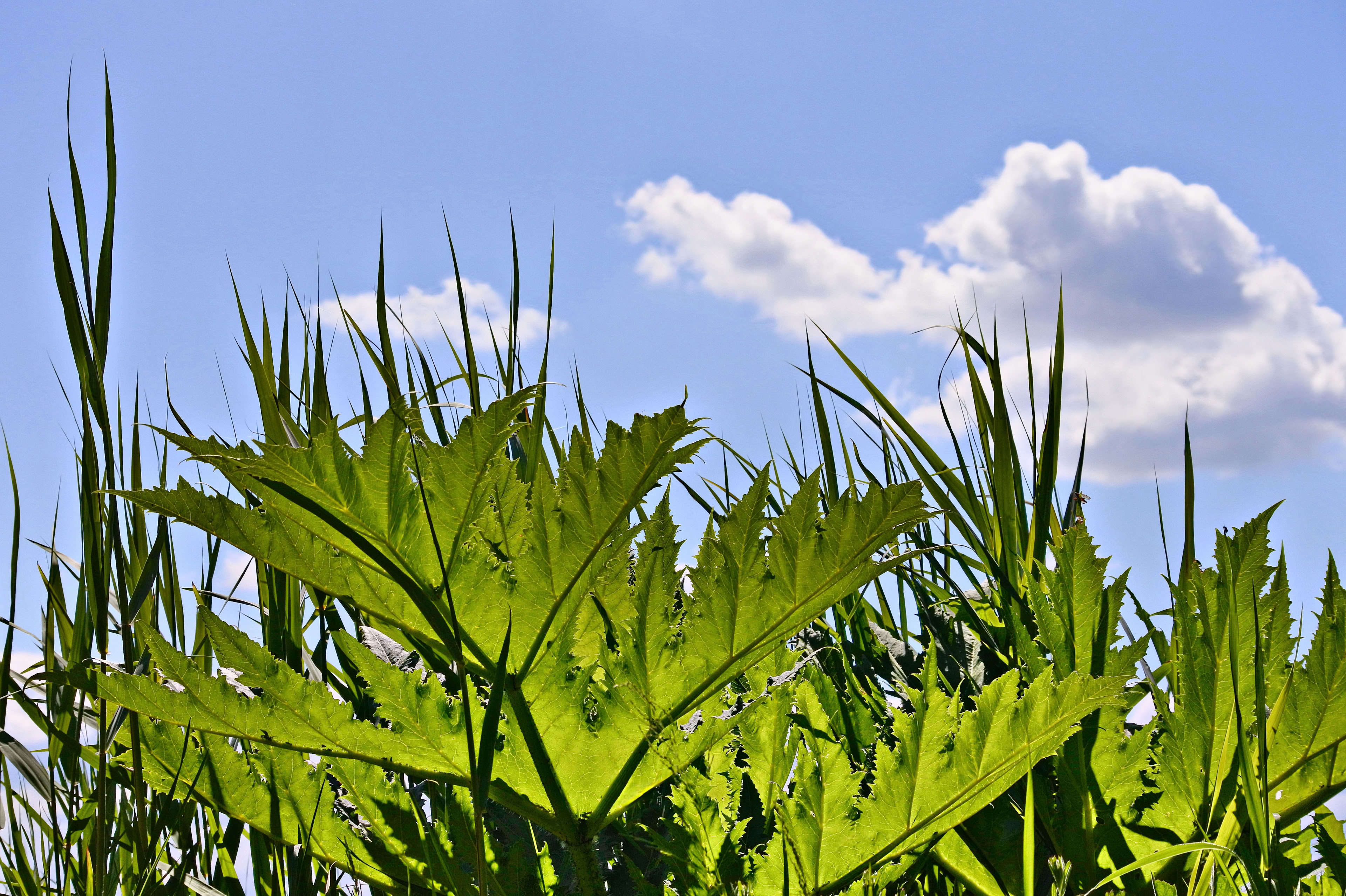 Green leaves and tall grass against a blue sky with white clouds.