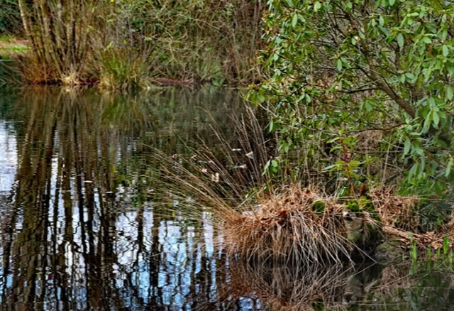 A pond with reflections of trees and bushes, surrounded by green foliage and grass.