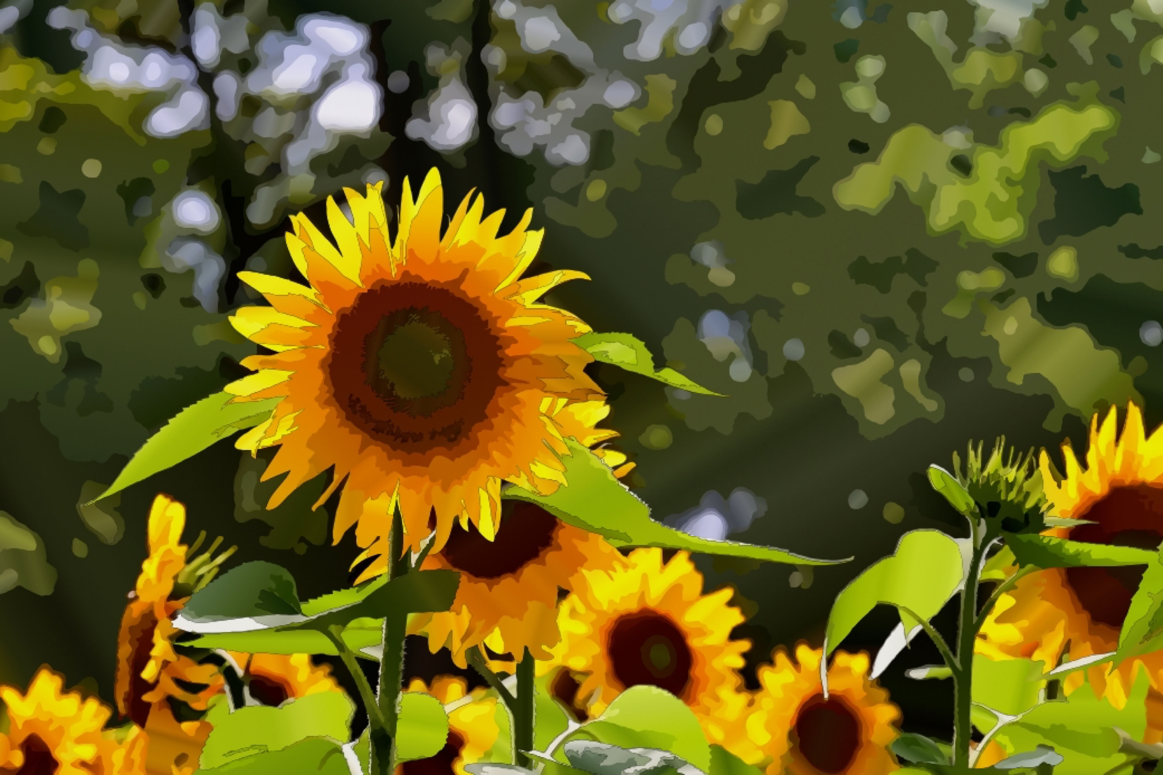 Sunflowers in a field with green foliage and sunlight filtering through the trees in the background.