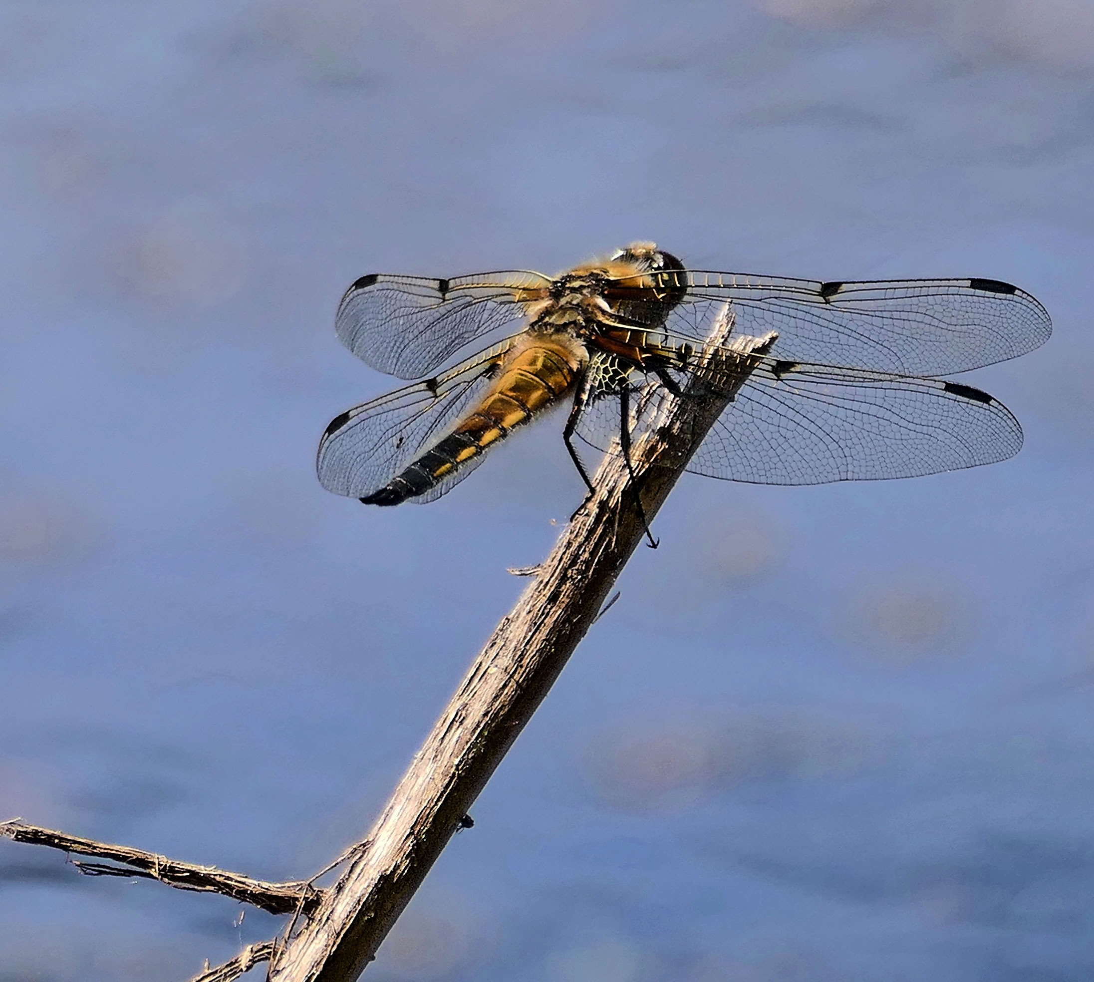 A dragonfly perched on a thin branch with a blurred blue background.