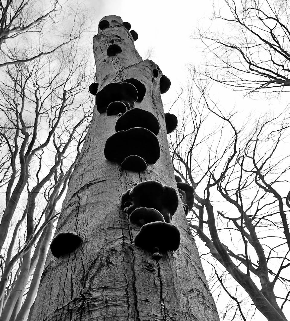 Looking up at a tall tree with large mushrooms growing on its trunk, surrounded by leafless branches.