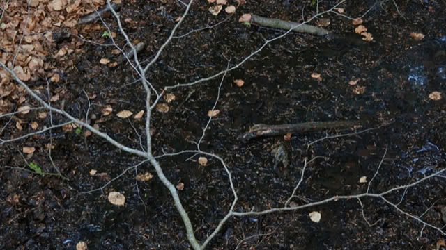 A thin, bare branch lies on dark soil with scattered small leaves.