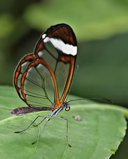 Glasswing butterfly