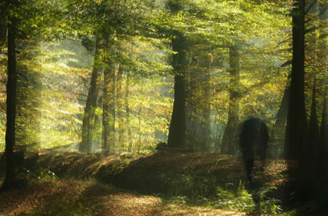 A person walking on a forest path surrounded by tall trees with sunlight filtering through the leaves.