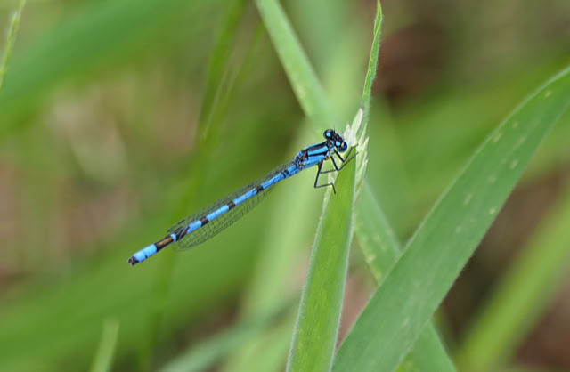 A blue dragonfly perched on a green leaf.