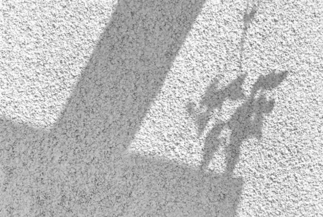 Shadow of a plant with leaves on a textured wall.