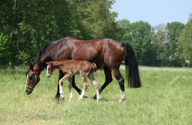A brown horse and an one day old foal grazing in a grassy field with trees in the background. 