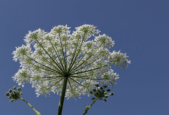 White flower with multiple small blossoms on a tall stem against a clear blue sky.