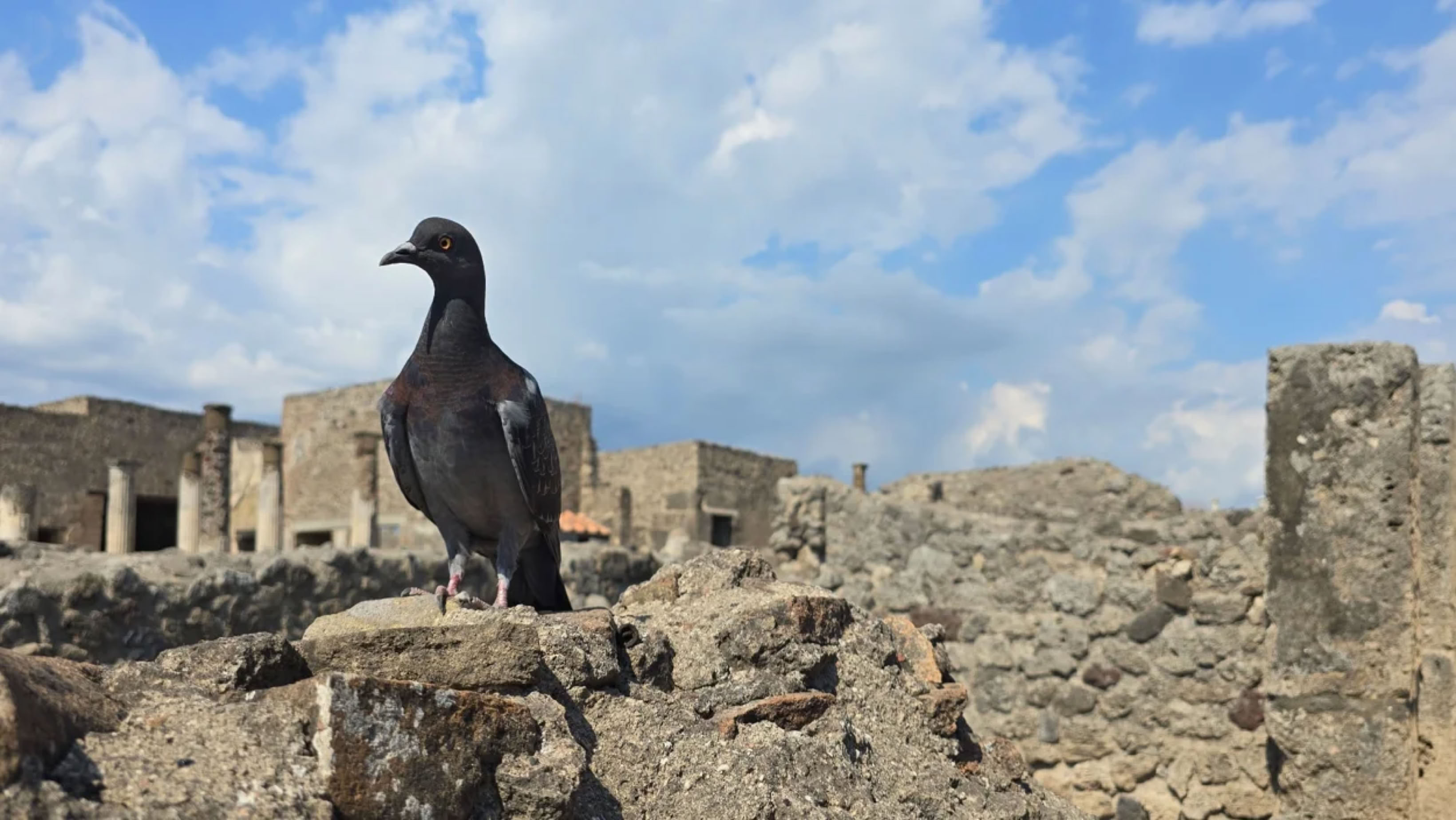 A pigeon perched on ancient stone ruins under a partly cloudy sky.