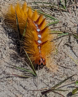 Orange fuzzy caterpillar with white spots on a sandy surface with scattered grass.