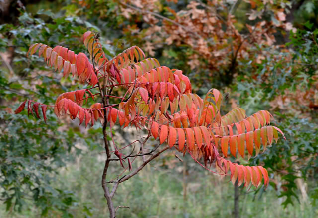 A small tree with red and orange leaves against a blurred background of green and brown foliage.