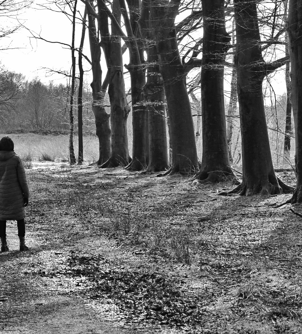A person walking along a path lined with tall trees in a forested area.