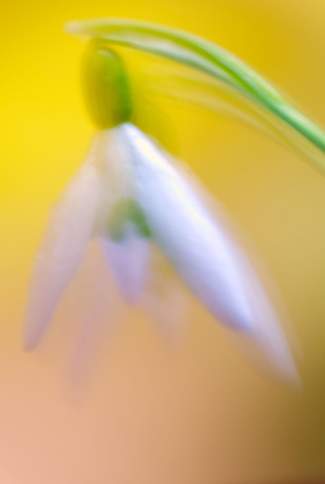 A close-up of a white flower with green accents, set against a blurred yellow background.