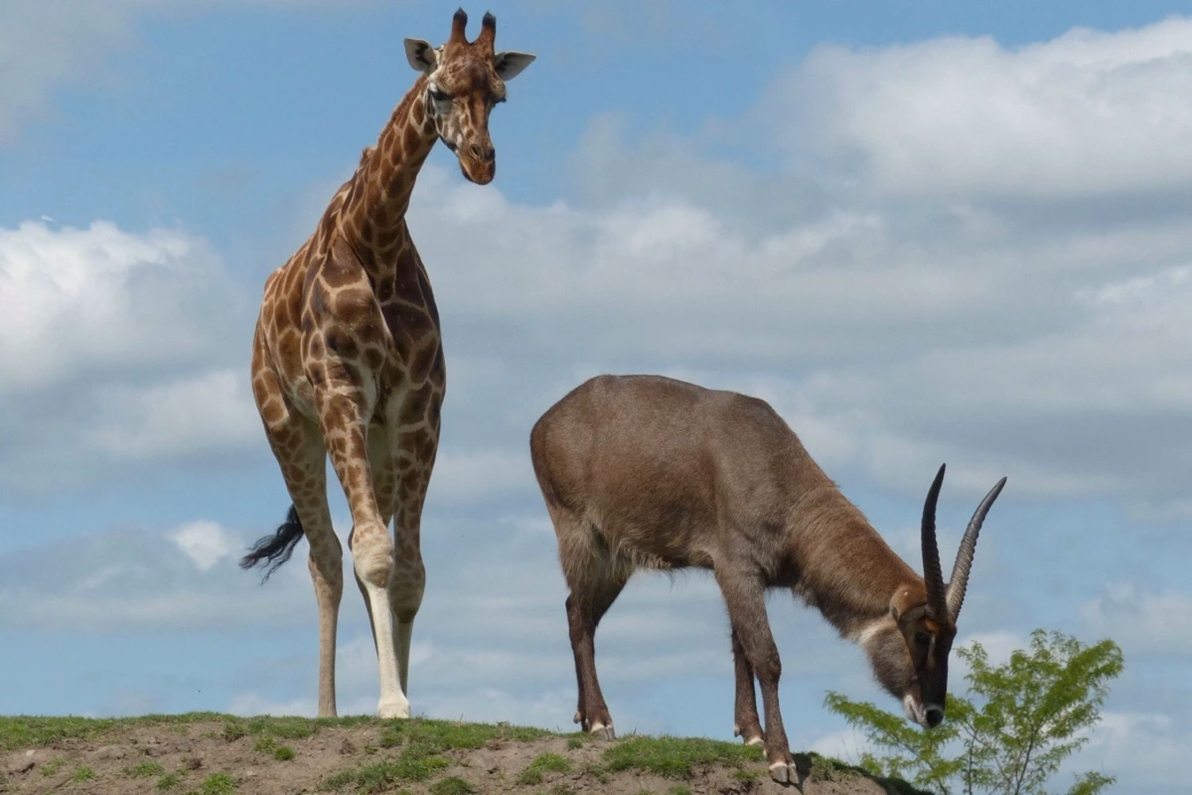 A giraffe and an waterbuck standing on grassy terrain under a cloudy sky.