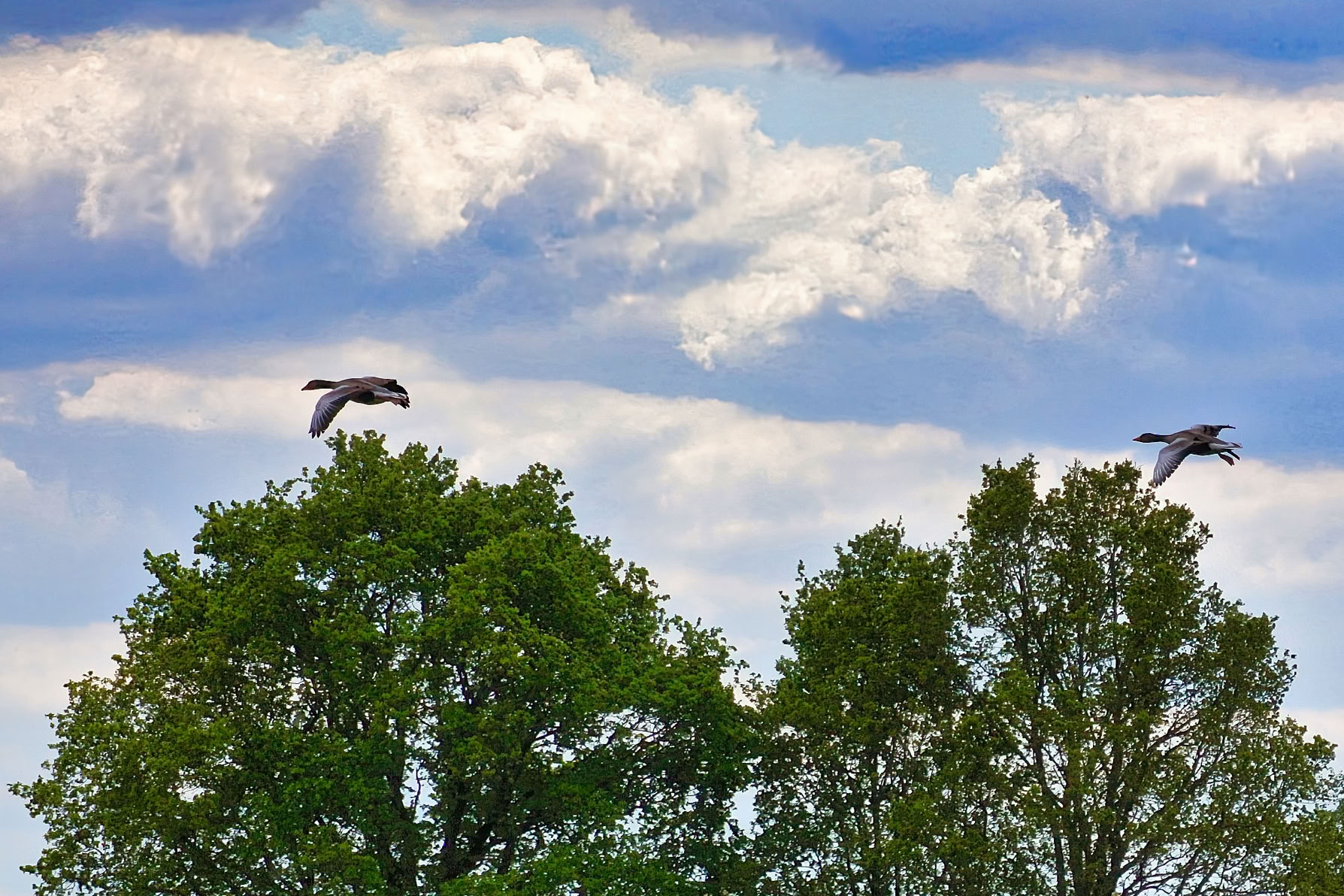 Geese flying above green trees with a cloudy sky in the background.