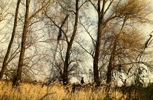 Tall trees with bare branches stand behind a field of dry grass under a clear sky.