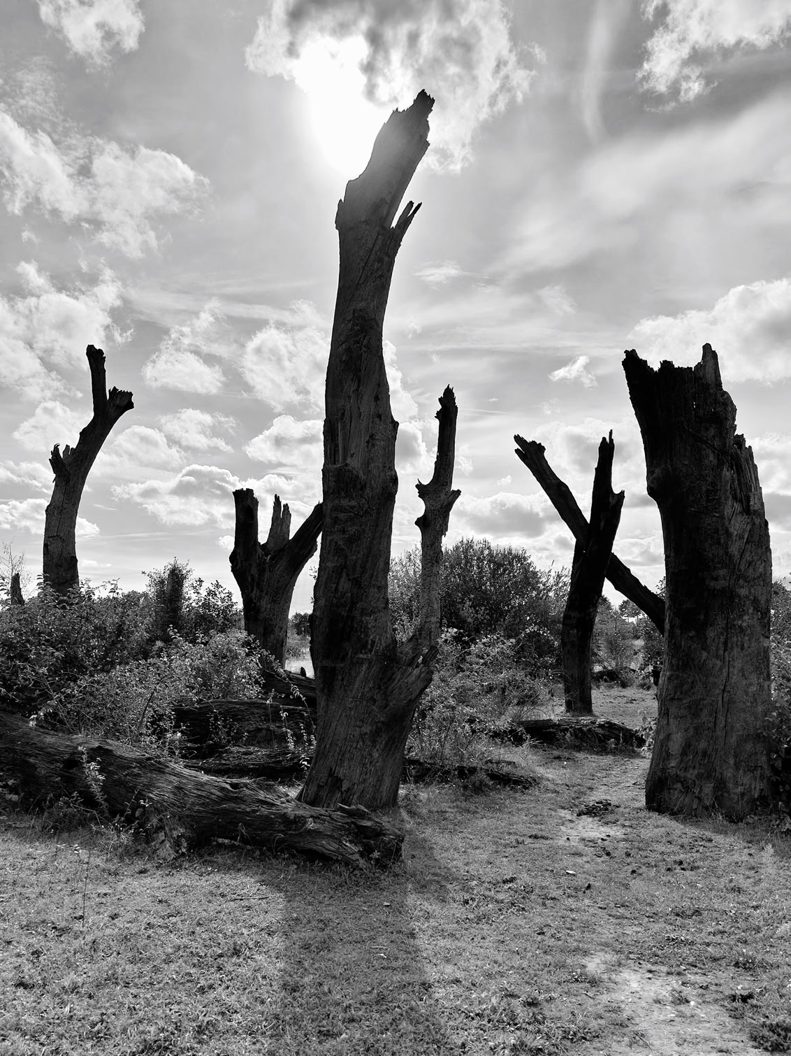 Black and white image of several tall, leafless tree stumps in a field under a cloudy sky.