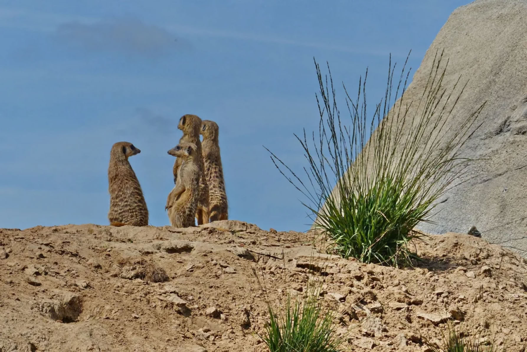 Three meerkats standing on a rocky terrain with sparse grass, under a blue sky.
