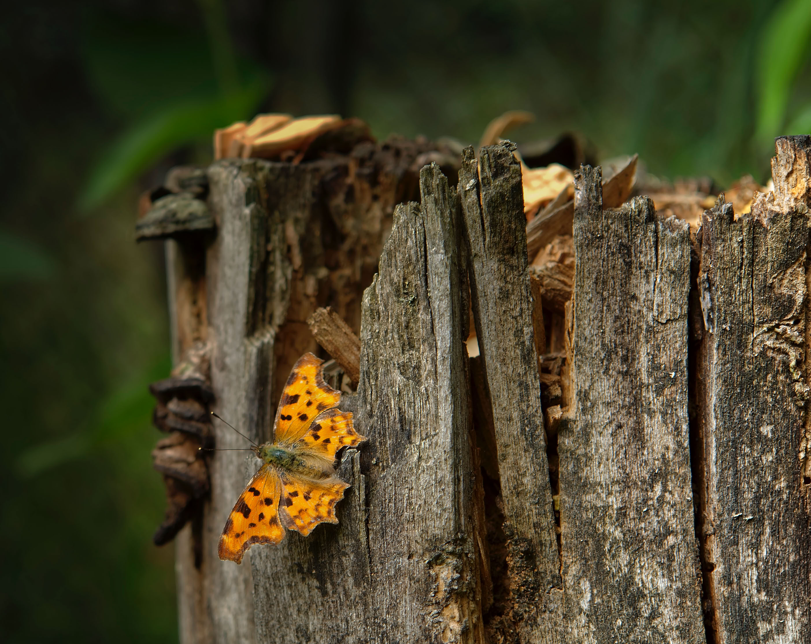 A butterfly with orange and black patterns rests on a weathered tree stump.