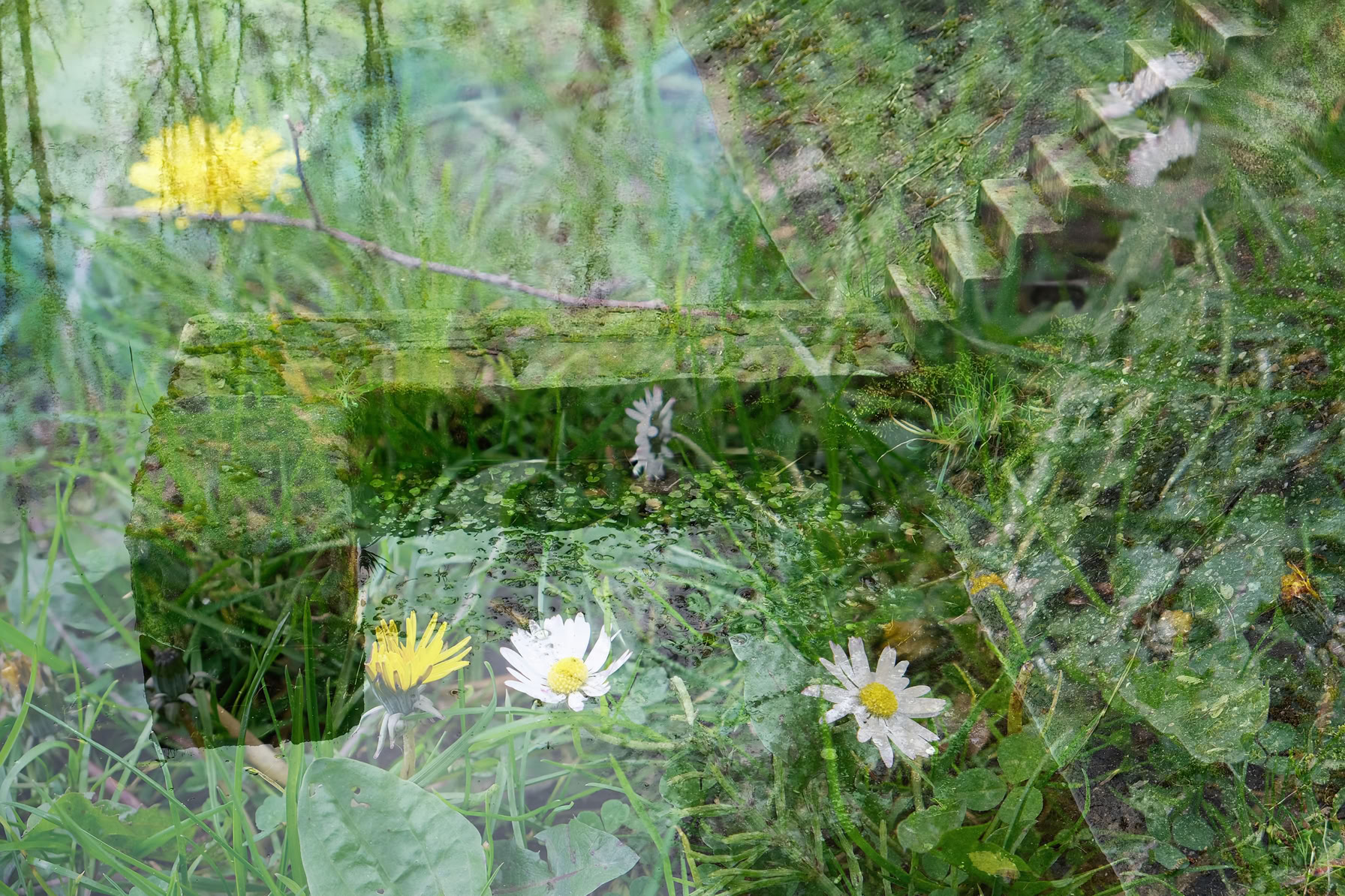 A collage of daisies and yellow flowers with green grass and foliage.
