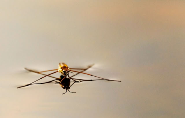 A water strider insect on the surface of calm water with a soft, blurred background.